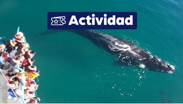Exc. Avistaje de Ballenas Tradicional {activities-custom-search} 