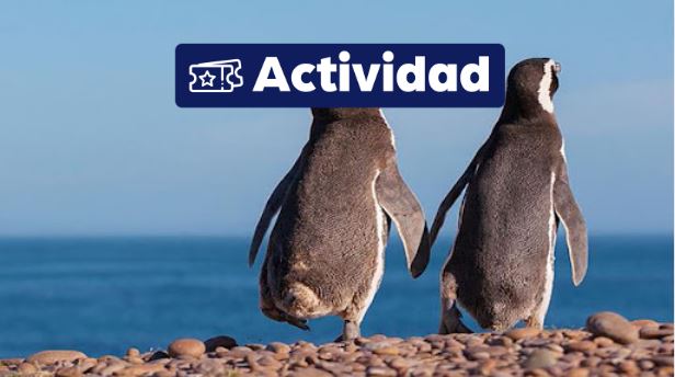 Exc. Punta Tombo Full Day {activities-custom-search} 
